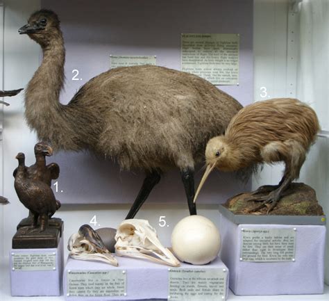 Natural History Collections Flightless Birds