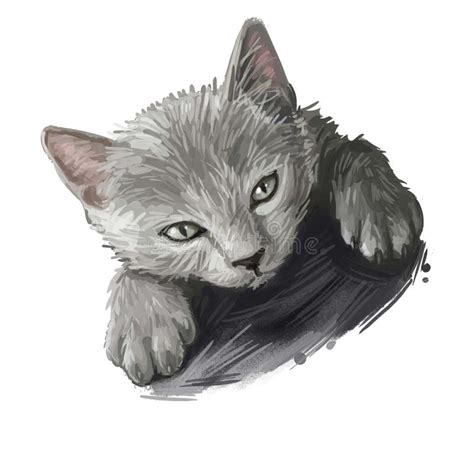 Chartreux Cat Isolated On White Digital Art Illustration Of Hand Drawn