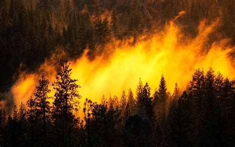 Forest Fire Wallpaper 54 Images
