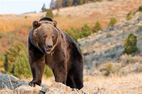 Yellowstone Reports First Bear Sighting In 2021 Park Restricting Some