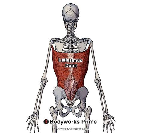 Latissimus Dorsi Muscle Anatomy Bodyworks Prime