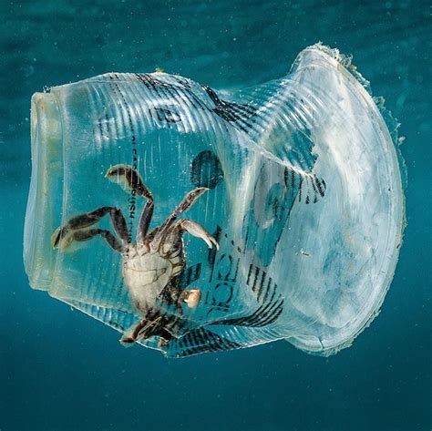 A Crab Stuck In Plastic Underwater Shows The Negative Impact Of Single