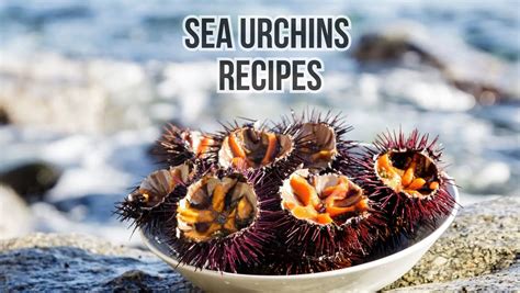 14 Amazing Sea Urchin Recipes Sea Urchins Mag