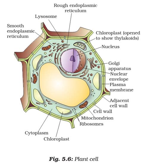 When they reach a high density they tend to really, there are many useful suspension cell lines, more important is what you want to do with them then you can pick an appropriate line. Cell Organelles | Plant Cell vs. Animal Cell | PMF IAS