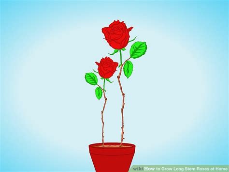 Do hard pruning in the late winter or early spring just as new growth begins. How to Grow Long Stem Roses at Home (with Pictures) - wikiHow