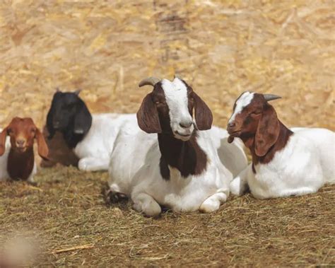 Which Breed Of Goat Is Most Profitable A Comprehensive Guide