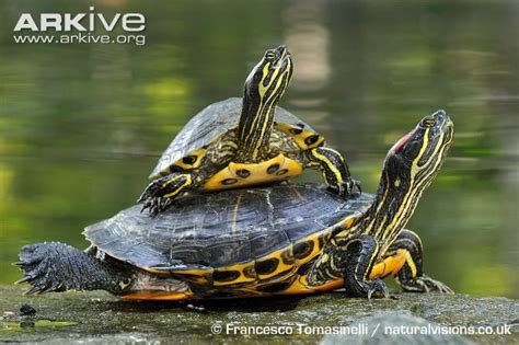 Red Eared Sliders Ssp Elegans Basking The Yellow Bellied Slider