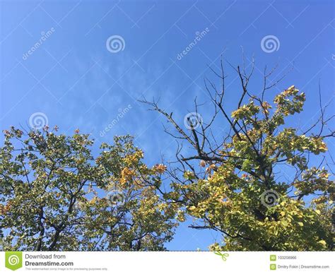 Early Autumn Forest Up View On Trees Blue Sky Stock Photo Image Of