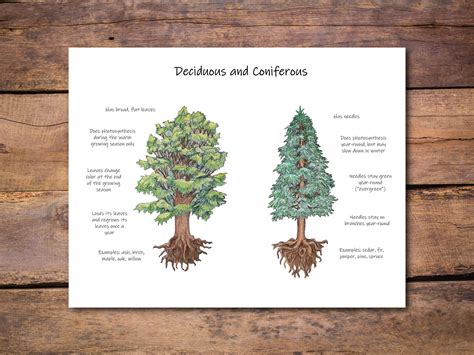 Three Different Types Of Trees And Their Roots