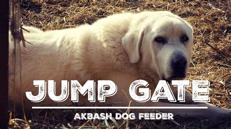 Jump Gate Modification Revisiting The Automatic Livestock Guardian