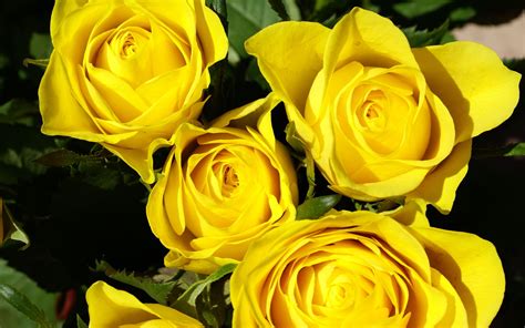 Yellow rose is a great wallpaper for your computer desktop and laptop. 3D Yellow Rose Wallpapers | Best Yellow Rose HD LiveWallpaper
