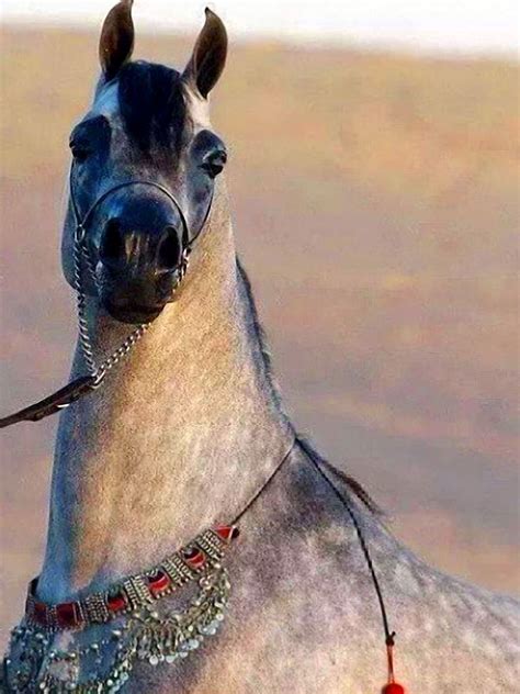 Pin Von خالد العبادي Khaled Alabbade Auf خيول رائعه Wonderful Horses