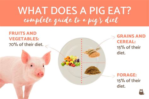 What Does A Pig Eat Complete Guide To A Pigs Diet