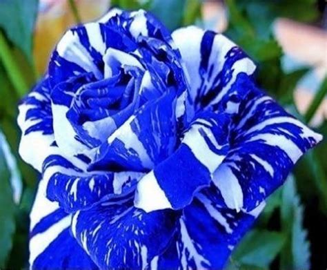 20 Seeds Rare Blue Strip Shrub Dragon Rose Flower Bush Exotic Plant