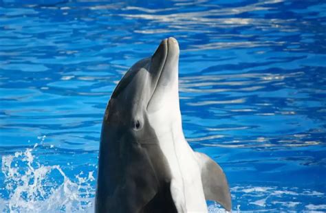 How Long Does The Common Bottlenose Dolphin Live In Captivity