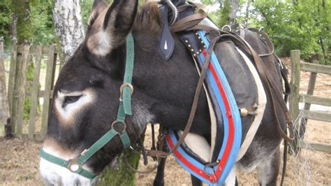 13 Best Donkey Breeds For Riding Trail Work Best Farm Animals 2022