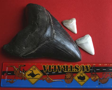 Filemegalodon Tooth With Great White Sharks Teeth Wikipedia