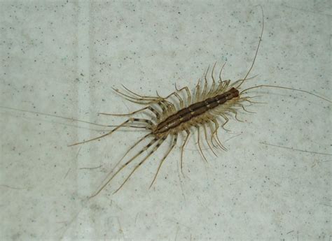 Filehouse Centipede
