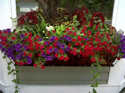 My Window Box Red And Purple Go So Well Together Window Box Flowers