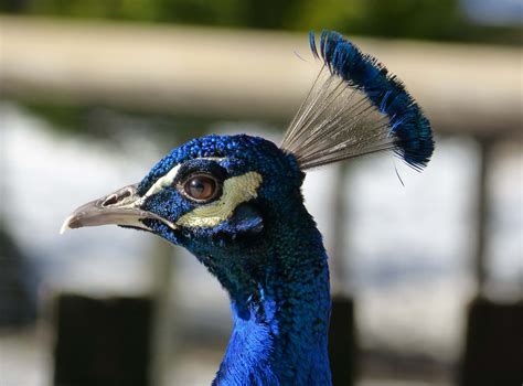 Free Images : bird, wing, wildlife, portrait, beak, blue, fauna