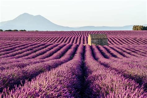 Complete Guide To Visiting The Lavender Fields In Provence She