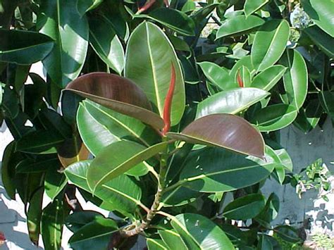 How To Grow A Rubber Plant Tree Dengarden