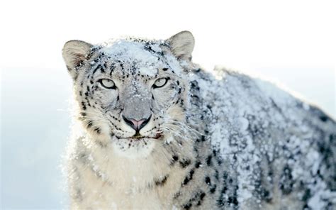 25 Perfectly Captured Photos Of Animals In Snow Snow Addiction News