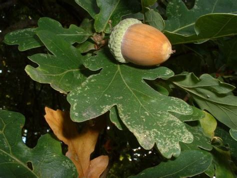 Planting these acorns in late april of the following season gives you the best success but can be. Excuse My Typos: Superstitions Connected with Acorns