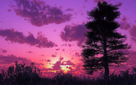 Purple Sunset Hd Wallpaper Background Image 1920x1200