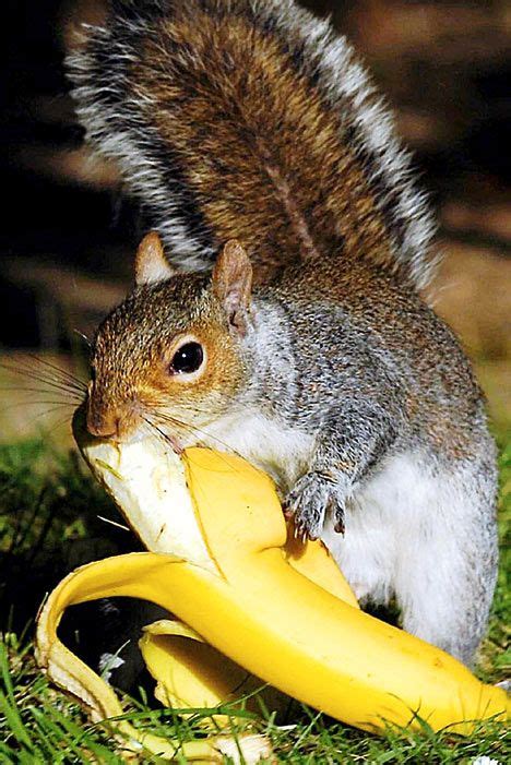 Squirrel Who Went Nuts For A Banana Squirrel Funny Squirrel