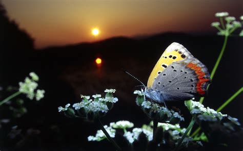 Beautiful Natural Scenery A Butterfly Perched On A Flower