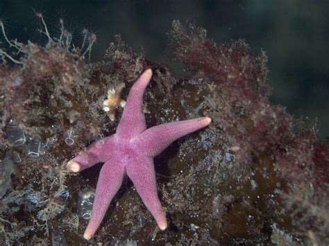 Sea Stars Henricia Spp