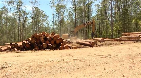 Native Forest Logging To Continue After Federal Court Dismisses Case