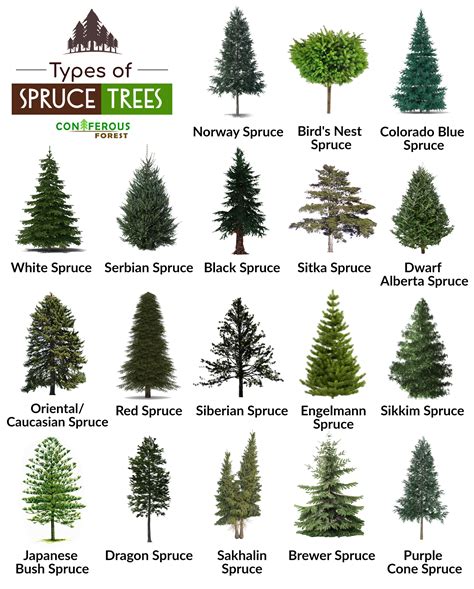 Spruce Tree Facts Types Identification Diseases Pictures