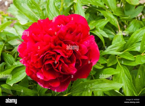 Red Paeonia Hi Res Stock Photography And Images Alamy