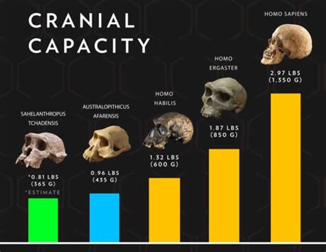 Hominin Cranial Capacities Compared Hominid Human Evolution The