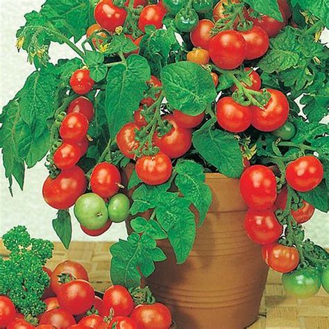 Determinate Bush Tomatoes Solanum Lycopersicum Aerospring Gardens