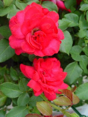 Bright red blooms that keep repeat flowering from late spring right through to the first frosts mean that this hardy shrub rose is perhaps one of the best value for money varieties available. Rosa Garden Art Super Hero Super Hero Rose from Prides ...