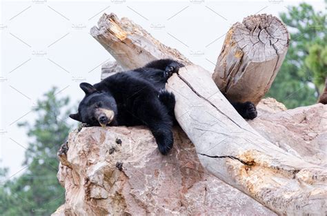 Sleeping Black Bear Animal Stock Photos ~ Creative Market