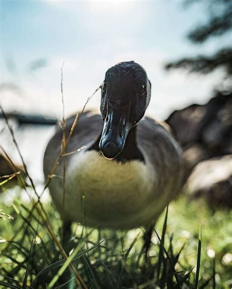 A Close Up Of A Duck In The Grass