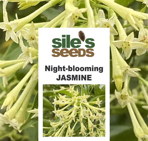 Night Blooming Jasmine Seeds 10 Seeds Etsy