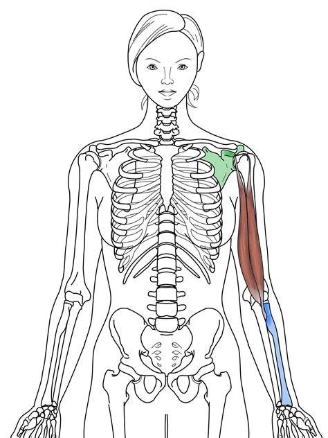 Biceps Brachii — Integrated Health Sciences