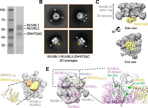 Cryoem Of The Ruvbl1 Ruvbl2 Znhit2c Complex A Sds Page Of The