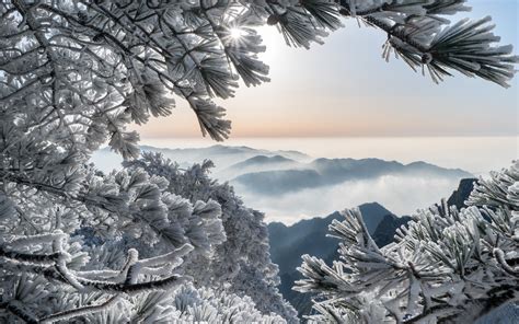 Fondos De Pantalla China Montañas Huangshan Pino Escarcha Nieve