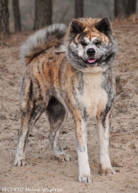 Pin By A Mouse On Dog Colors Brindle Akita Dog Rare Dogs