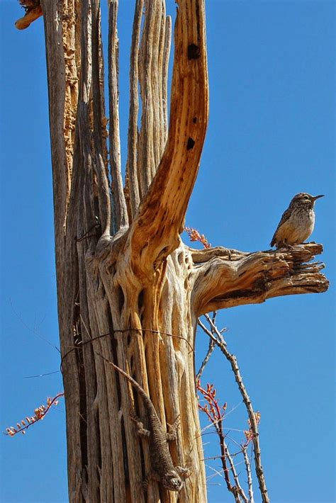 The saguaro is the largest cactus in the world. The Saguaro Cactus And Its Greedy Guests | Saguaro cactus