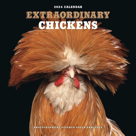 Extraordinary Chickens 2024 Wall Calendar Stephen Green Armytage Uk Books