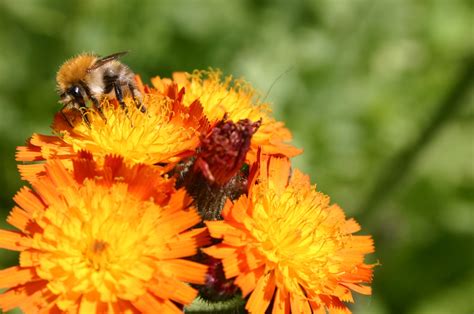 Unser garten wurde vor vielen jahren brach gelegt und soll nun endlich gestalt annehmen. Krumbecker Hofbienen: Bildergalerie - Bestäuber und ...