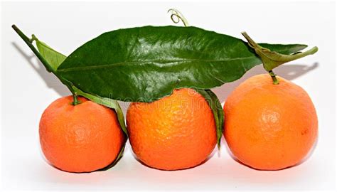 Mandarin Orange Citrus Reticulata With Green Leaves Close Up Stock