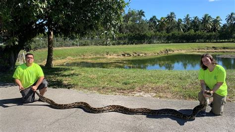 A Massive 98 Pound Burmese Python Was Captured In Florida